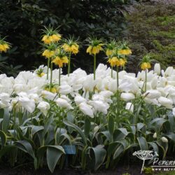 Fritillaria imperialis Maxima Lutea