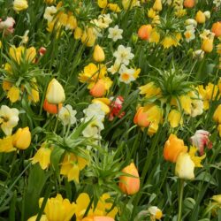 Fritillaria imperialis Maxima Lutea