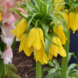 Fritillaria lutea