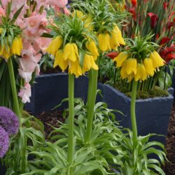 Fritillaria lutea