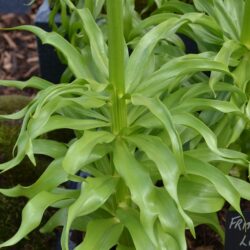 Fritillaria lutea