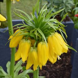 Fritillaria lutea