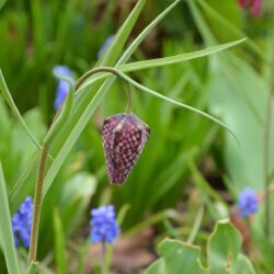 Fritillaria meleagris