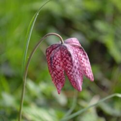 Fritillaria meleagris