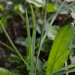 Fritillaria meleagris