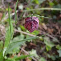 Fritillaria meleagris