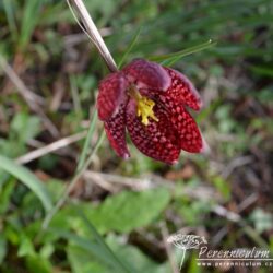 Fritillaria meleagris