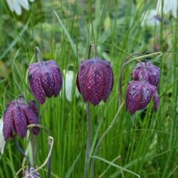 Fritillaria meleagris