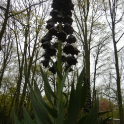 Fritillaria persica Adiyaman