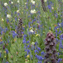 Fritillaria persica Adiyaman