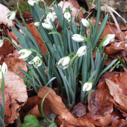 Galanthus nivalis Blewbury Tart