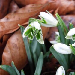 Galanthus nivalis Blewbury Tart