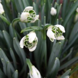 Galanthus nivalis Blewbury Tart