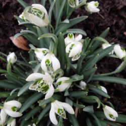 Galanthus nivalis Blewbury Tart