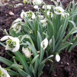 Galanthus nivalis Blewbury Tart