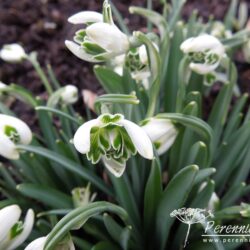 Galanthus nivalis Blewbury Tart