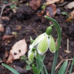 Galanthus nivalis Green Tear