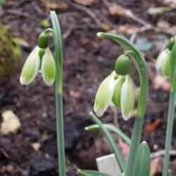 Galanthus nivalis Green Tear