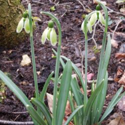 Galanthus nivalis Green Tear