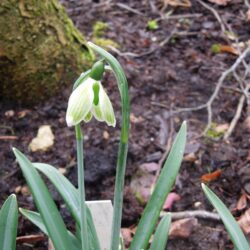 Galanthus nivalis Green Tear