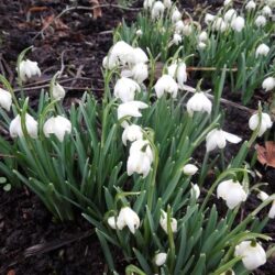 Galanthus nivalis Lady Elphinstone