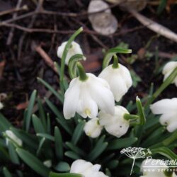 Galanthus nivalis Lady Elphinstone