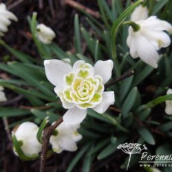 Galanthus nivalis Lady Elphinstone