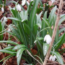 Galanthus plicatus Colossus