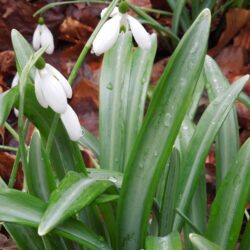 Galanthus plicatus Colossus