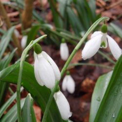 Galanthus plicatus Colossus