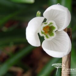 Galanthus plicatus Colossus