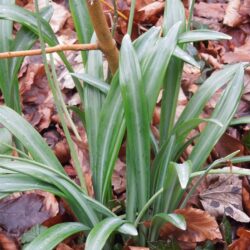 Galanthus plicatus Colossus