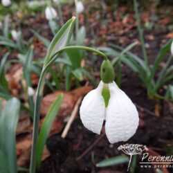 Galanthus plicatus Diggory