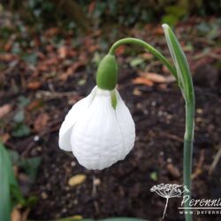 Galanthus plicatus Diggory