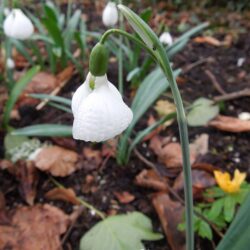 Galanthus plicatus Diggory