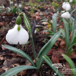 Galanthus plicatus Diggory