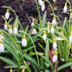 Galanthus plicatus Wendy's Gold