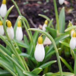 Galanthus plicatus Wendy's Gold