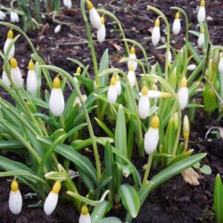 Galanthus plicatus Wendy's Gold