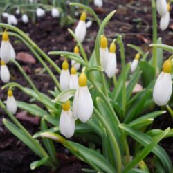 Galanthus plicatus Wendy's Gold