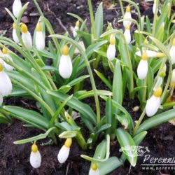 Galanthus plicatus Wendy's Gold