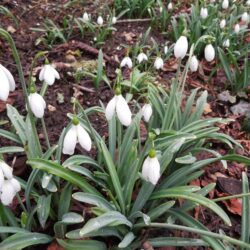 Galanthus plicatus