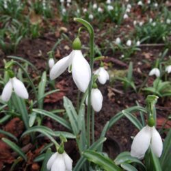 Galanthus plicatus