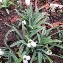 Galanthus plicatus