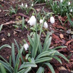 Galanthus plicatus