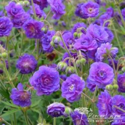 Geranium pratense Plenum Violaceum