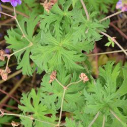 Geranium pratense Plenum Violaceum