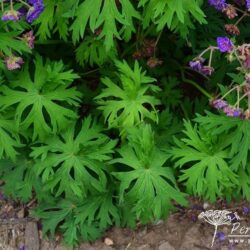 Geranium pratense Plenum Violaceum