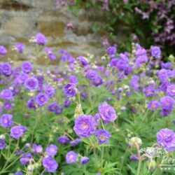 Geranium pratense Plenum Violaceum