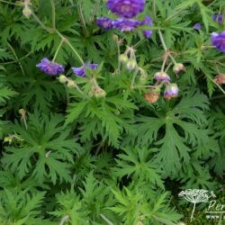 Geranium pratense Plenum Violaceum